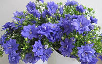 Декоративна рослина Кампанула Dublin Blue (Дублін Блу) / ЗКС