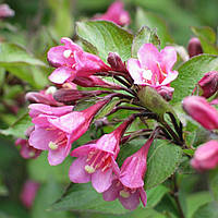 Декоративное растение Вейгела Розовая