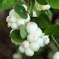 Декоративное растение Снежноягодник Белый
