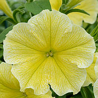Семена цветка Петуния гигантская Жёлтая F1 / драже 10 шт.