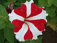 Семена цветка Петуния крупноцветковая низкая Кристина F1 / драже 10 шт.