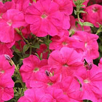 Насіння квітки Петунія ампельна Лавина Рожева F1 / драже 10 шт.