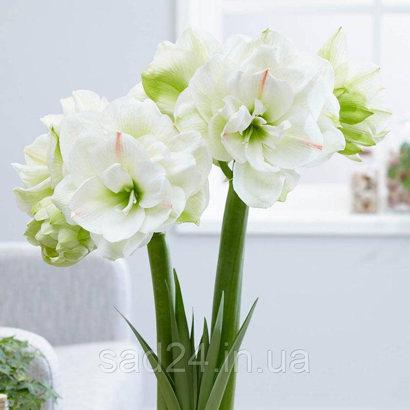 Цибулини квітки Амарілліс White Amadeus (Вайт Амадеус)