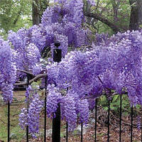 Декоративное растение Глициния китайская Wisteria Sinensis (15 см, ЗКС, сеянец)