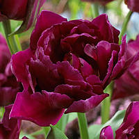 Луковицы цветка Тюльпаны Alison Bradley (Элисон Брэдли) (2 шт.)