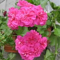Декоративное растение Пеларгония Night Rose зональная / ЗКС