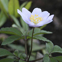 Луковицы цветка Анемона Nemorosa (3шт.)