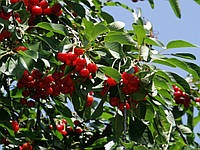 Плодовое дерево Вишня Обыкновенная (двухлетняя)