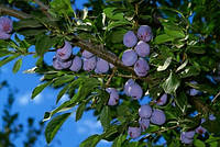 Плодовое дерево Слива Чачакская Лепотика (двухлетняя)
