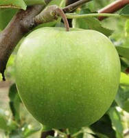 Плодовое дерево Яблоня Гренни Смит (двухлетняя)