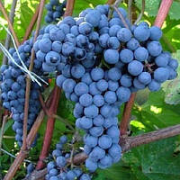 Виноград Лівадійський чорний