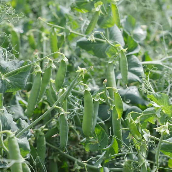 Преладо (на вагу) насіння гороху овочевого Syngenta. Ціна за 1 кг