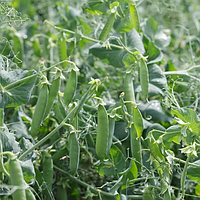 Преладо (на вагу) насіння гороху овочевого Syngenta. Ціна за 1 кг