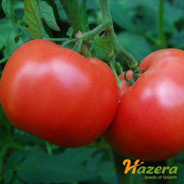 Помідор ВП 1 Hazera 5 шт