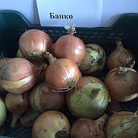 Банко (250 000 нас.) насіння цибулі ріпчастої Syngenta