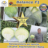 Надпотужний гібрид пізньої капусти Баланс F1/Balance F1, 2500 насіння, Spark Seeds (США), фото 4