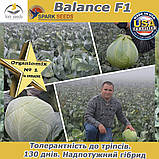 Надпотужний гібрид пізньої капусти Баланс F1/Balance F1, 2500 насіння, Spark Seeds (США), фото 4