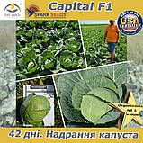 Капуста ультраранна Капітал F1 (Spark seeds, США), проф.пакет 2500 насіння, фото 3