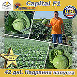Капуста ультраранна Капітал F1 (Spark seeds, США), проф.пакет 2500 насіння, фото 4