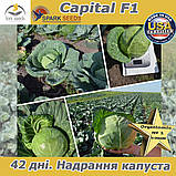 Капуста ультраранна Капітал F1 (Spark seeds, США), проф.пакет 2500 насіння, фото 7