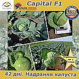 Капуста ультраранна Капітал F1 (Spark seeds, США), проф.пакет 2500 насіння, фото 8