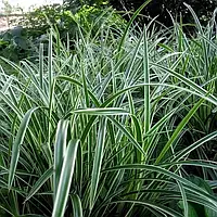 Carex "Variegata"