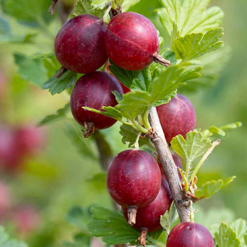 Аґрус "Hinnonmaki Rot"С2