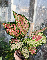 Аглаонема Триколор (Aglaonema Anyamanee Tricolor)