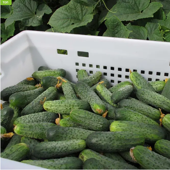 Огірок Аякс F1 NZ бджолозапильний 1000шт Професійне насіння