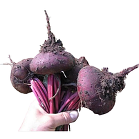 Буряк столовий Єгипетський плоский 3гр Смачний, фото 2