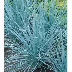 Колосняк піщаний (Leymus