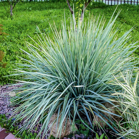 Колосняк піщаний (Leymus