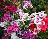 Насіння Флокса Друмонда суміш 0,1 г, фото 2