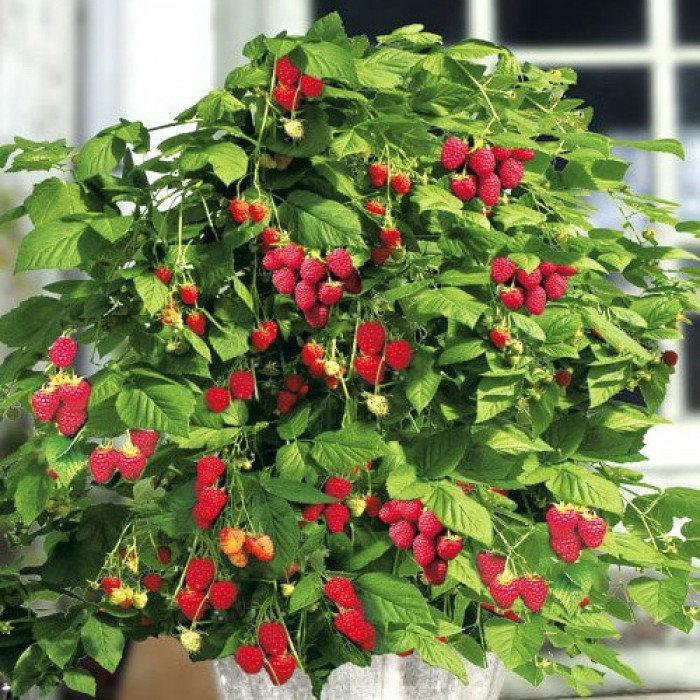 Малина "BonBonBerry"Yummy"С2