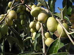 Маслинка вузьколиста(оливка)