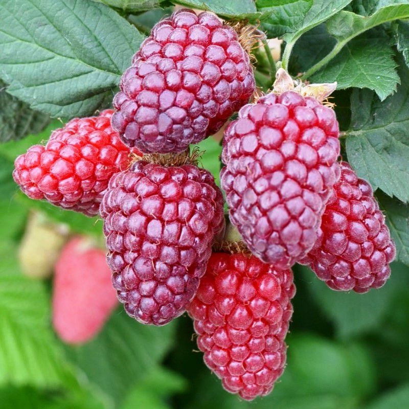 Ожомалина "Tayberry" С2