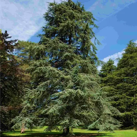 Кедр атласький 4 річний, Кедр атласский, Cedrus atlantica, фото 1