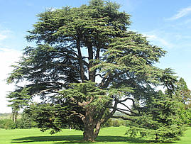 Кедр атласький 4 річний, Кедр атласский, Cedrus atlantica, фото 3