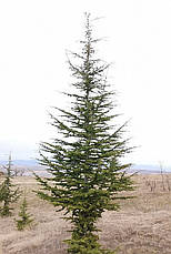 Кедр атласький 4 річний, Кедр атласский, Cedrus atlantica, фото 4