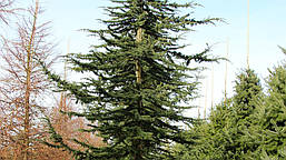 Кедр атласький 4 річний, Кедр атласский, Cedrus atlantica, фото 5