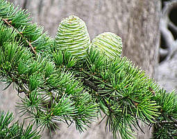 Кедр атласький 4 річний, Кедр атласский, Cedrus atlantica, фото 6