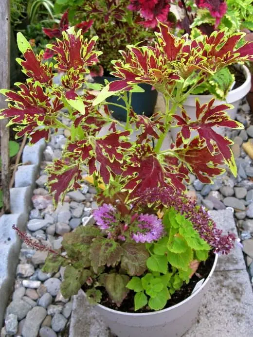 Колеус Батерфляй (висота 15-25 см), фото 1