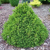 Ялина звичайна Toмпa ( Picea abies Tompa) 3-річна