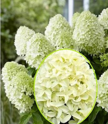 Гортензія волотиста "Magical Lime Sparkle"