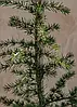 Кедр ліванський 3 річний, Кедр ливанский, Cedrus libani, фото 6