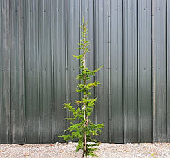 Кедр ліванський 4 річний, Кедр ливанский, Cedrus libani, фото 3