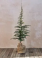 Кедр ліванський 3 річний, Кедр ливанский, Cedrus libani, фото 5