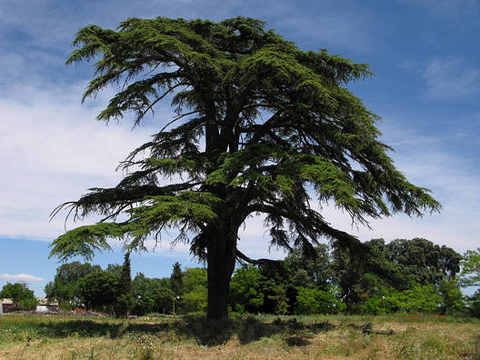 Кедр ліванський 3 річний, Кедр ливанский, Cedrus libani, фото 1