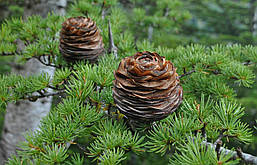 Кедр ліванський 3 річний, Кедр ливанский, Cedrus libani, фото 6