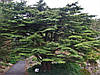 Кедр ліванський 4 річний, Кедр ливанский, Cedrus libani, фото 9